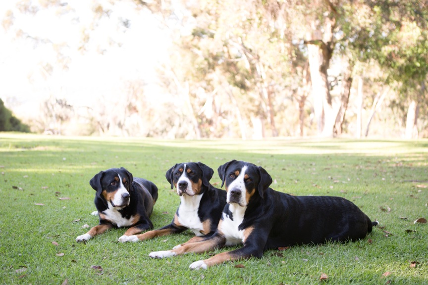 Sophie, Emmie, Mia (2)